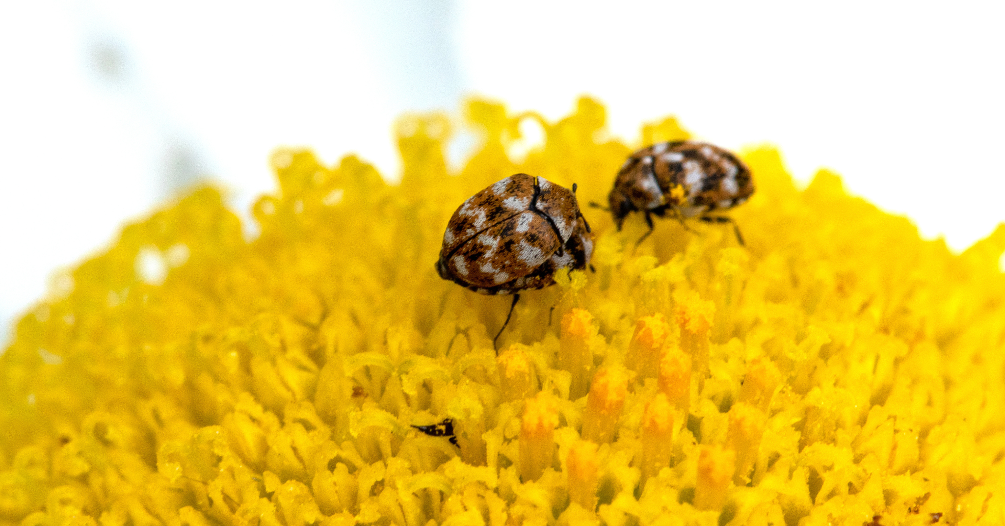 A Tiny Invader: Meet the Carpet Beetle