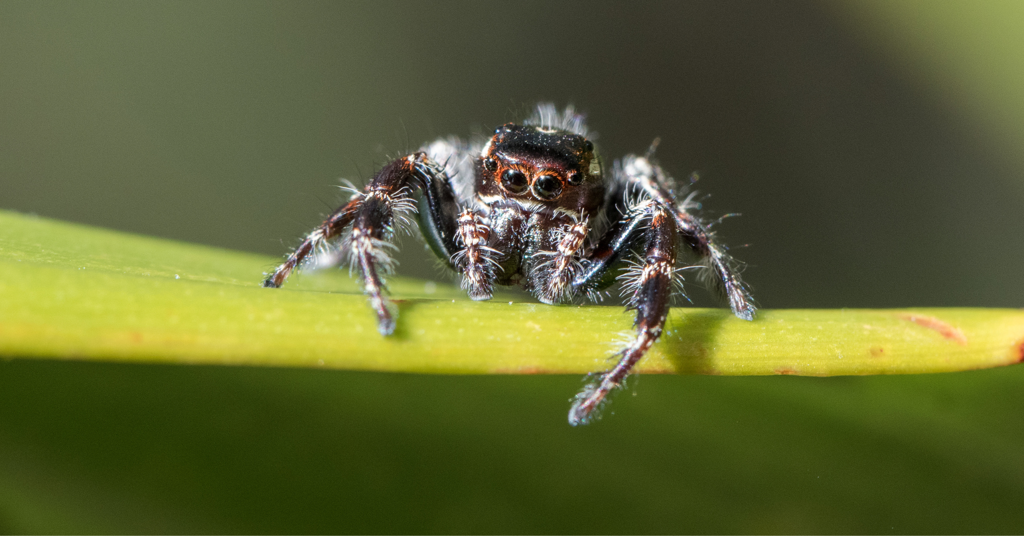 Common Spiders in Texas