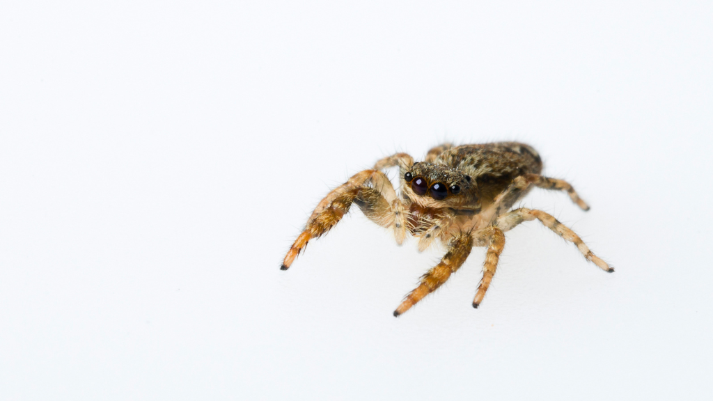 Jumping Spider Texas