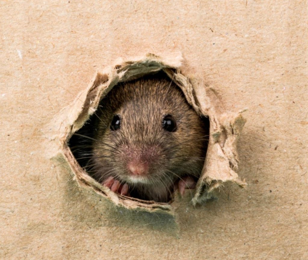 Rodent Control in Dallas - Get Rid of Rodents | Moxie Pest Control