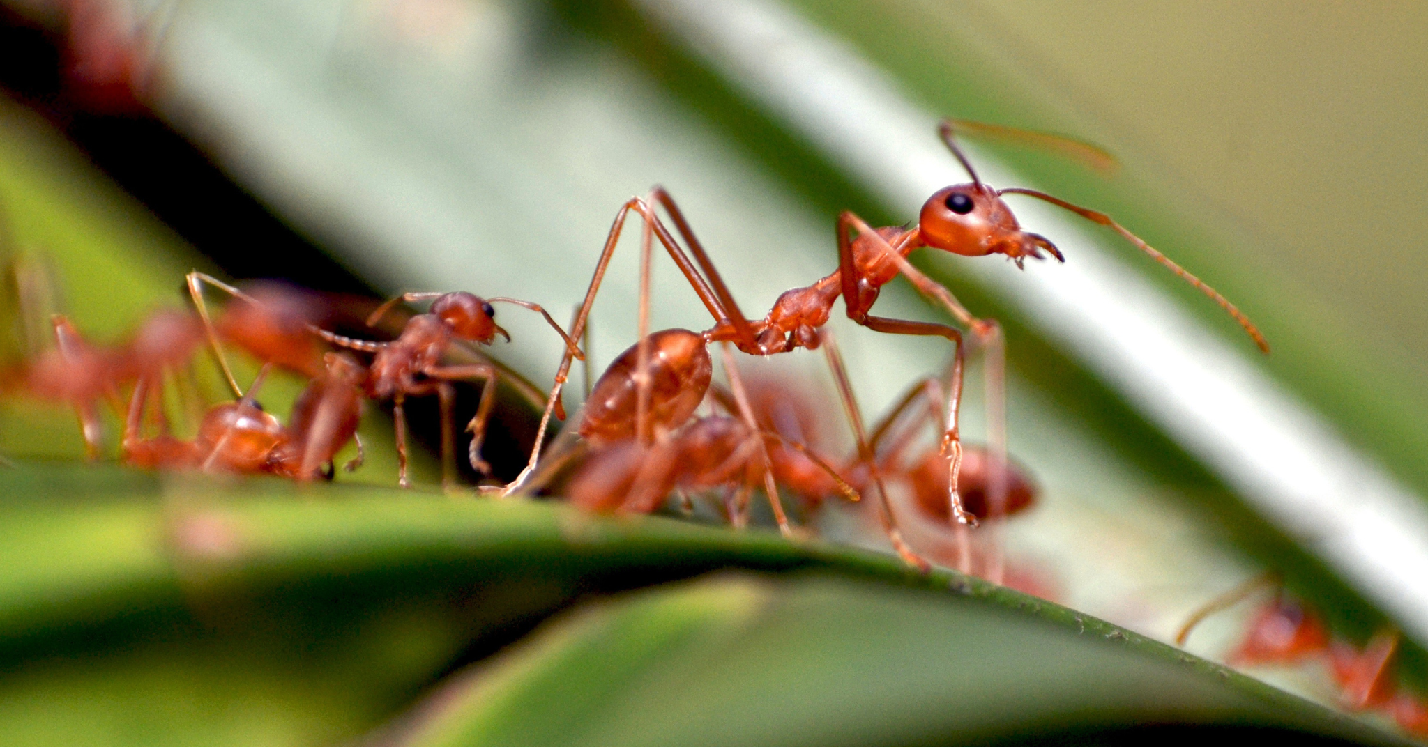 Common Ants and How to Identify Them