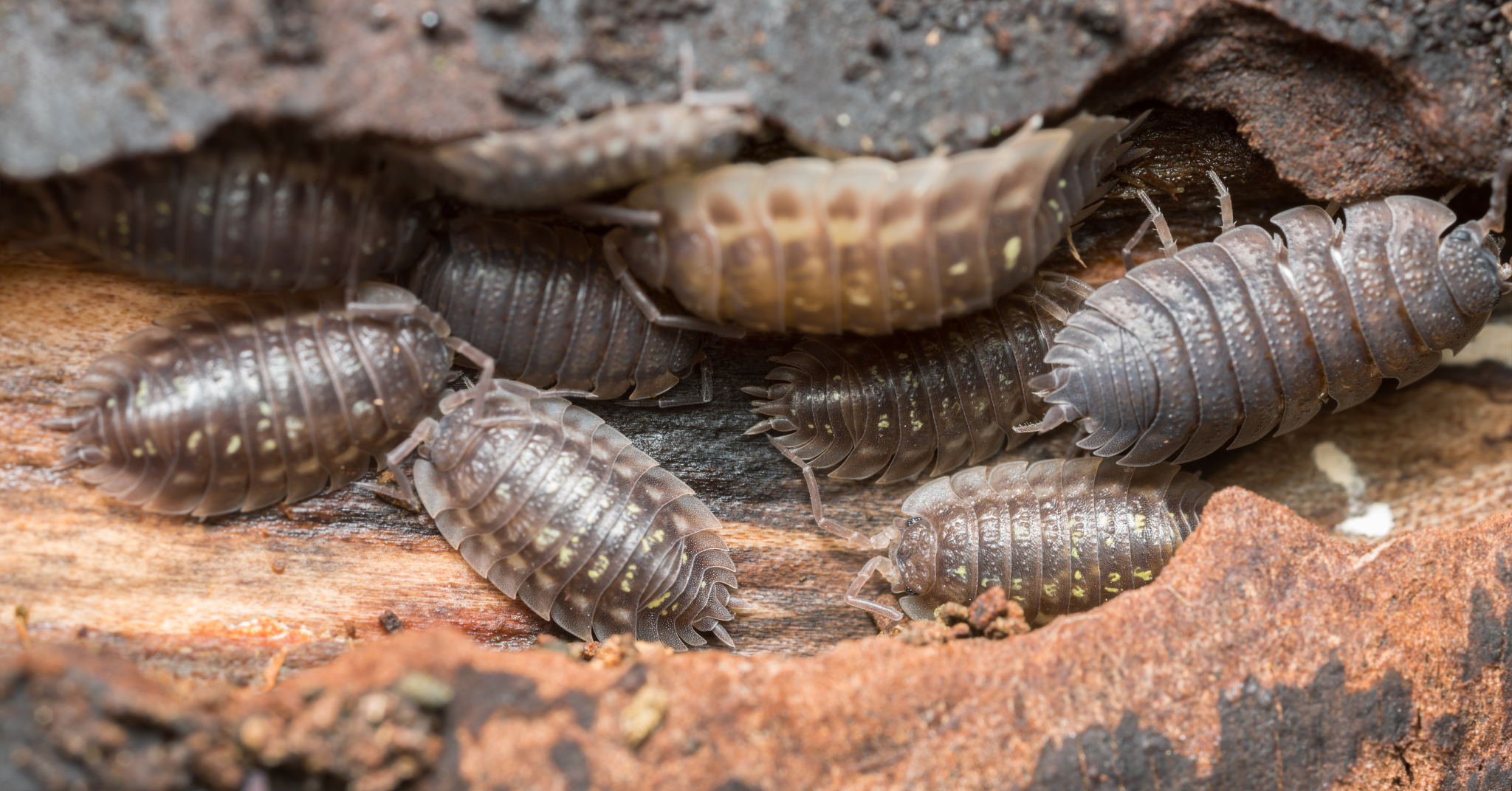 A Bug by Any Other Name: Pill Bugs, Roly-Polies, and Doodlebugs
