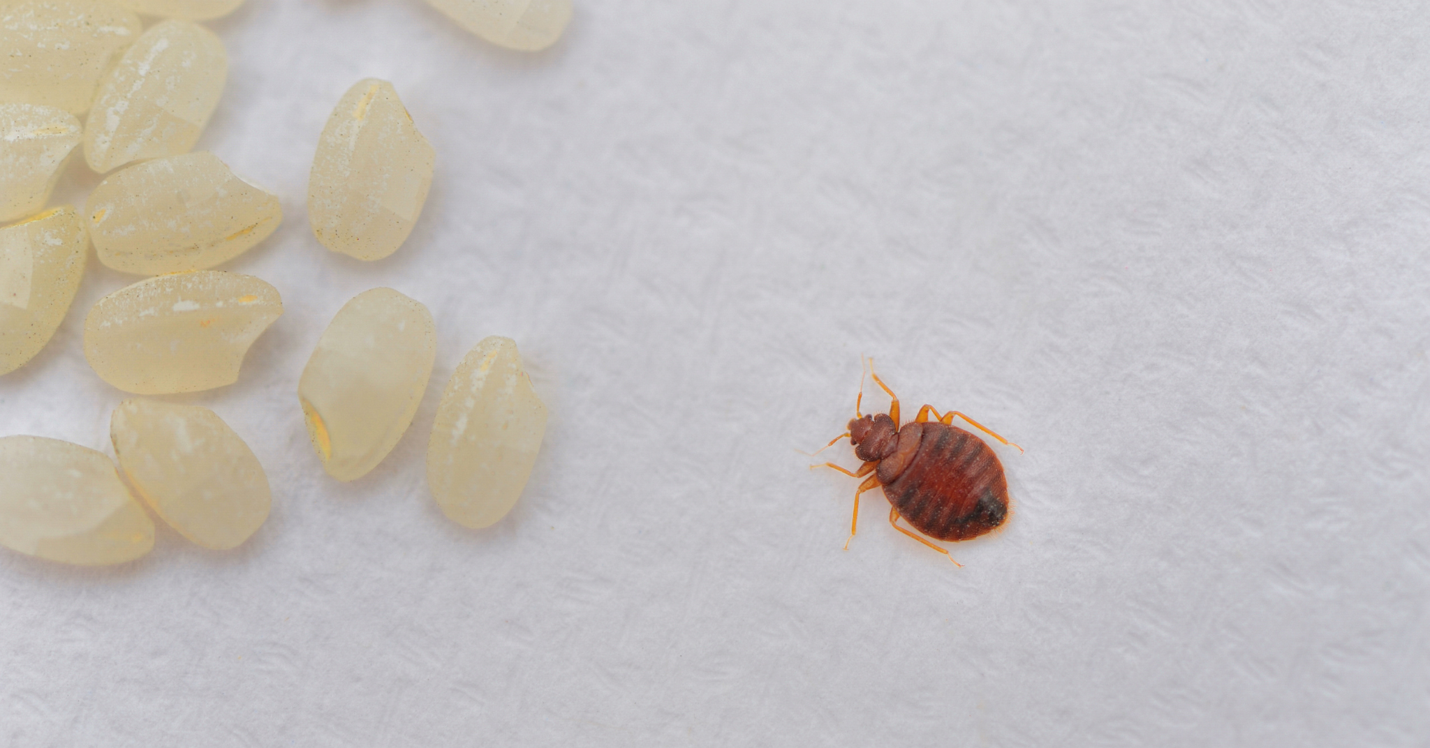 How to Check for Bedbugs