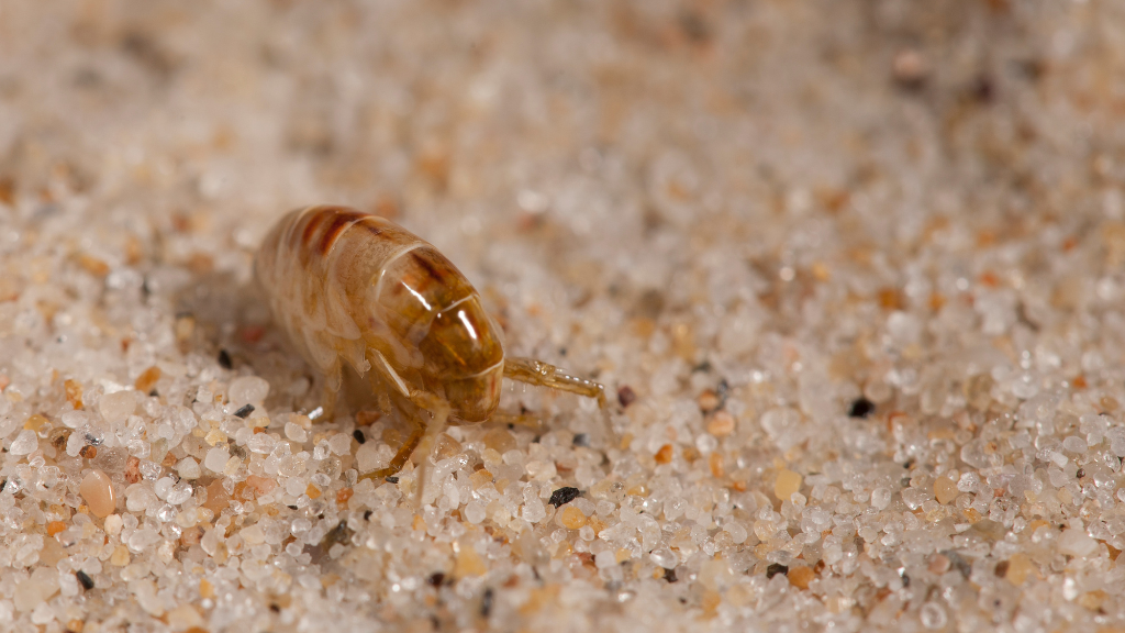 What Are Sand Fleas?
