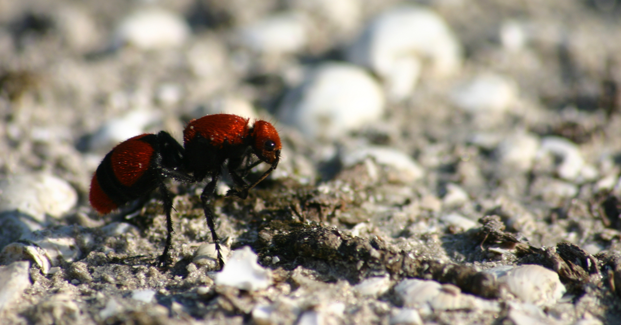 What Are Cow Ants?
