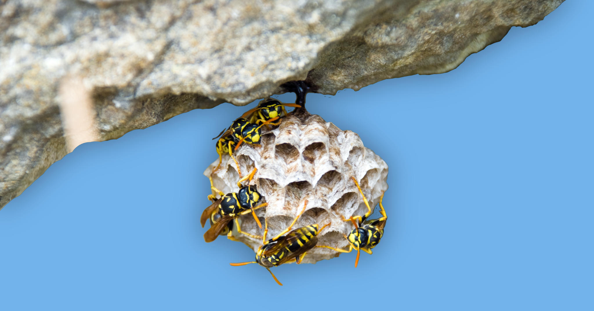 How to Identify and Remove a Wasp Nest