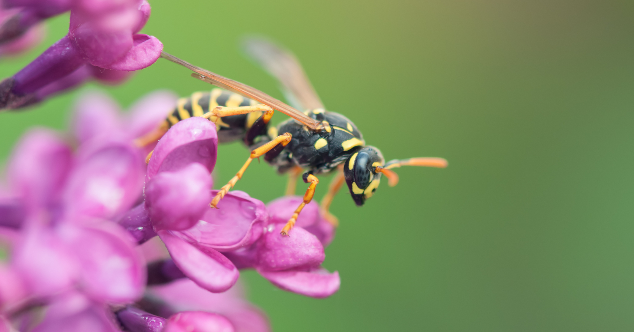 What Are Different Types of Wasps?