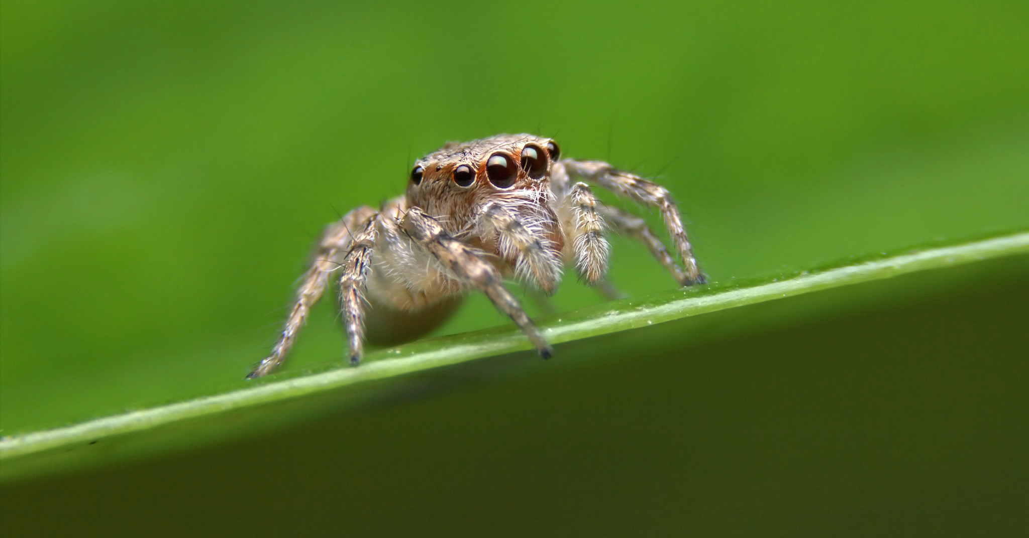 Are Jumping Spiders Poisonous?