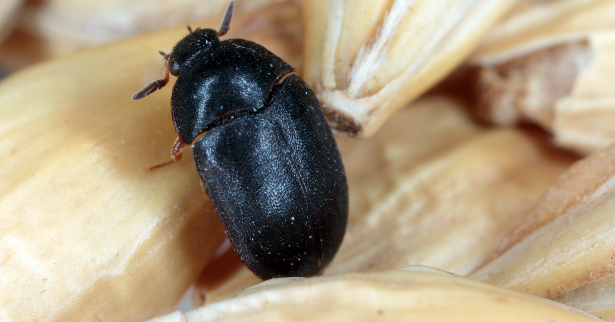 Identifying a Black Carpet Beetle