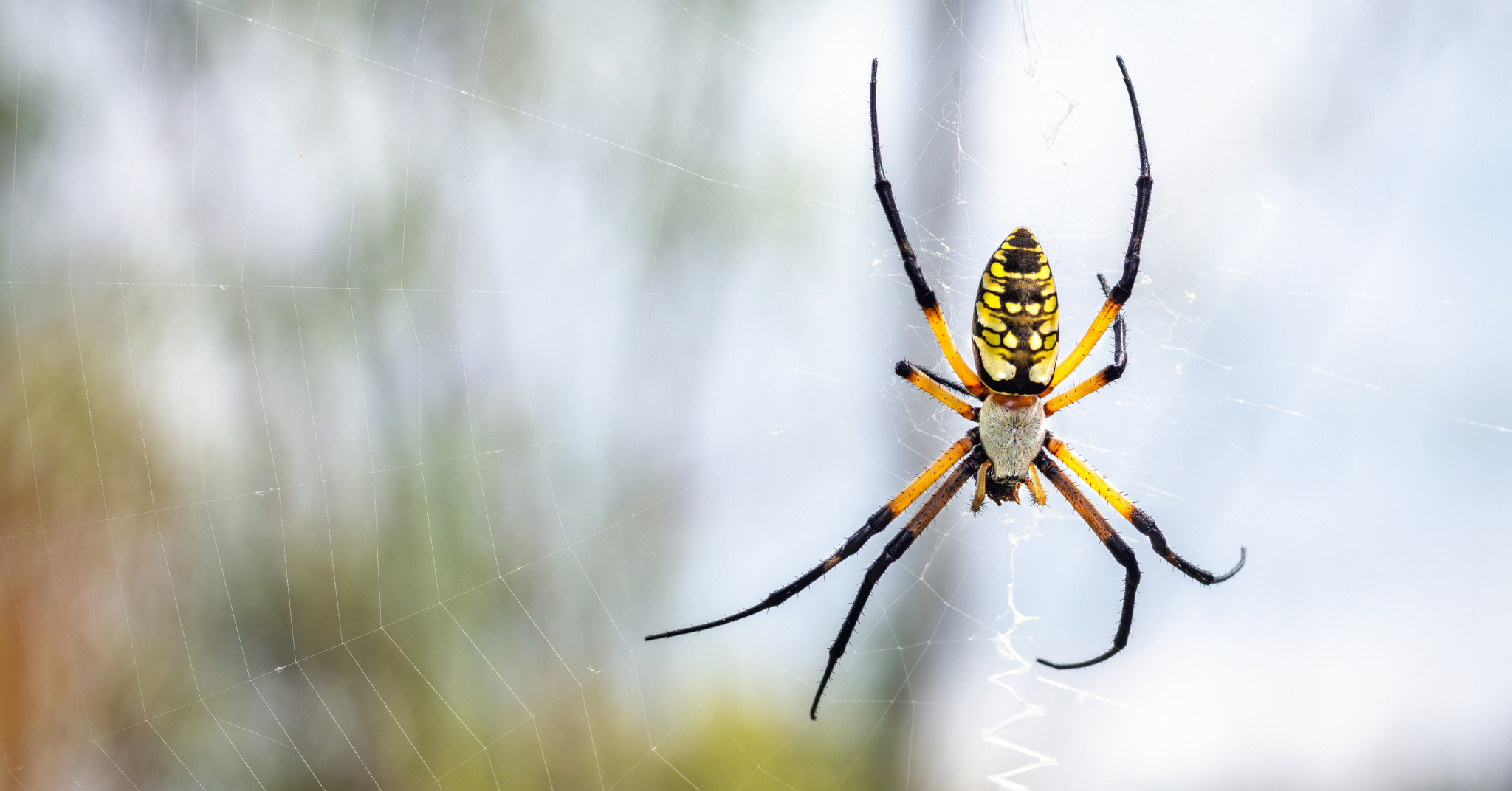 What Does a Banana Spider Bite Look Like?