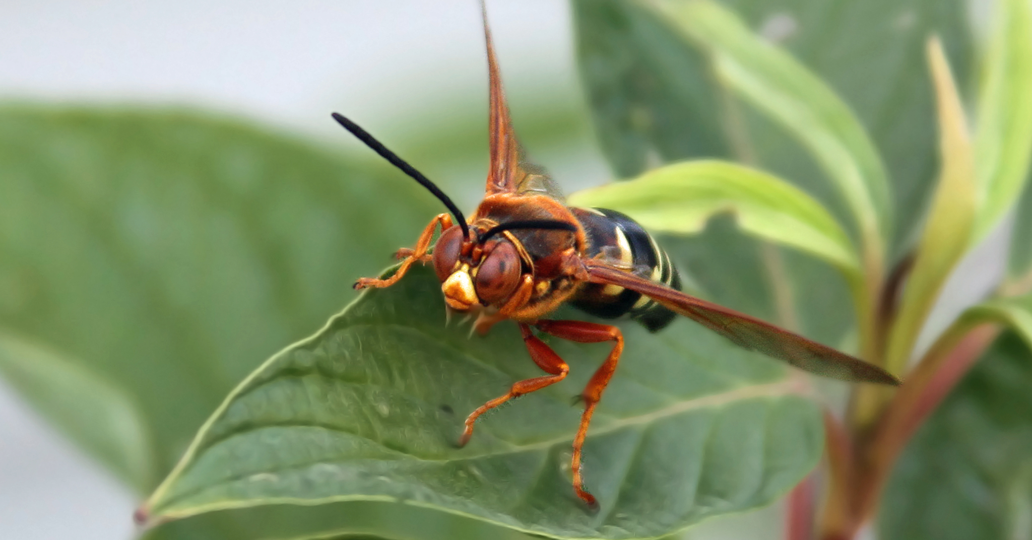 What Does a Cicada Killer Nest Look Like?