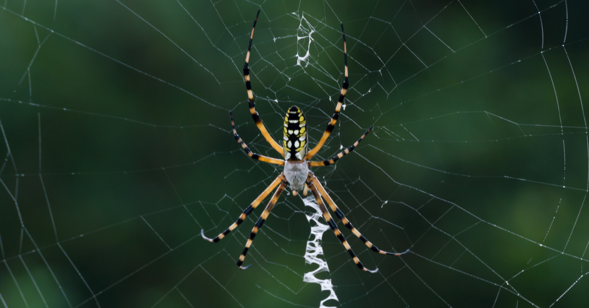 What Is a Banana Spider?