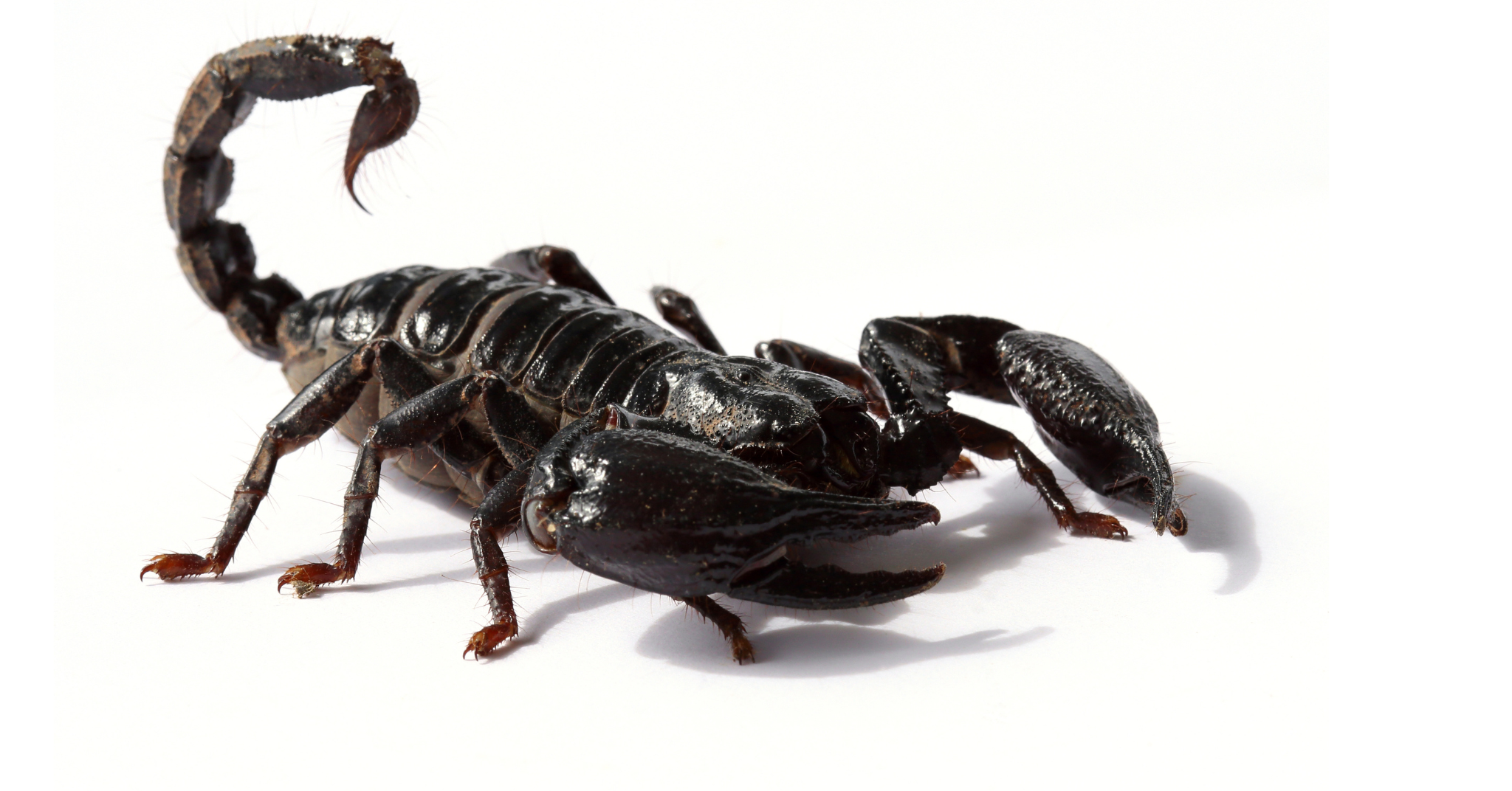 What Is a Black Scorpion?