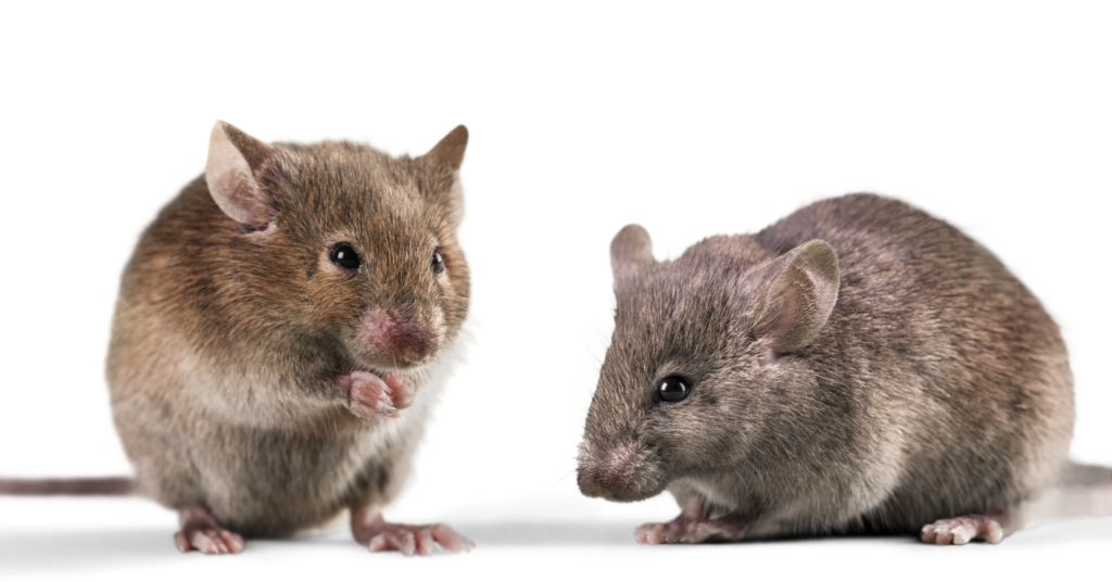 what-is-the-best-way-to-get-rid-of-mice